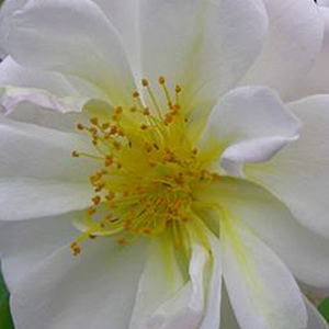 Онлайн магазин за рози - Бял - Стари рози-Kарнавални и тромпетни рози - интензивен аромат - Pоза Ликефунд - Аксел Олсен - Златни жълти стъбла с бели венчелисчета.